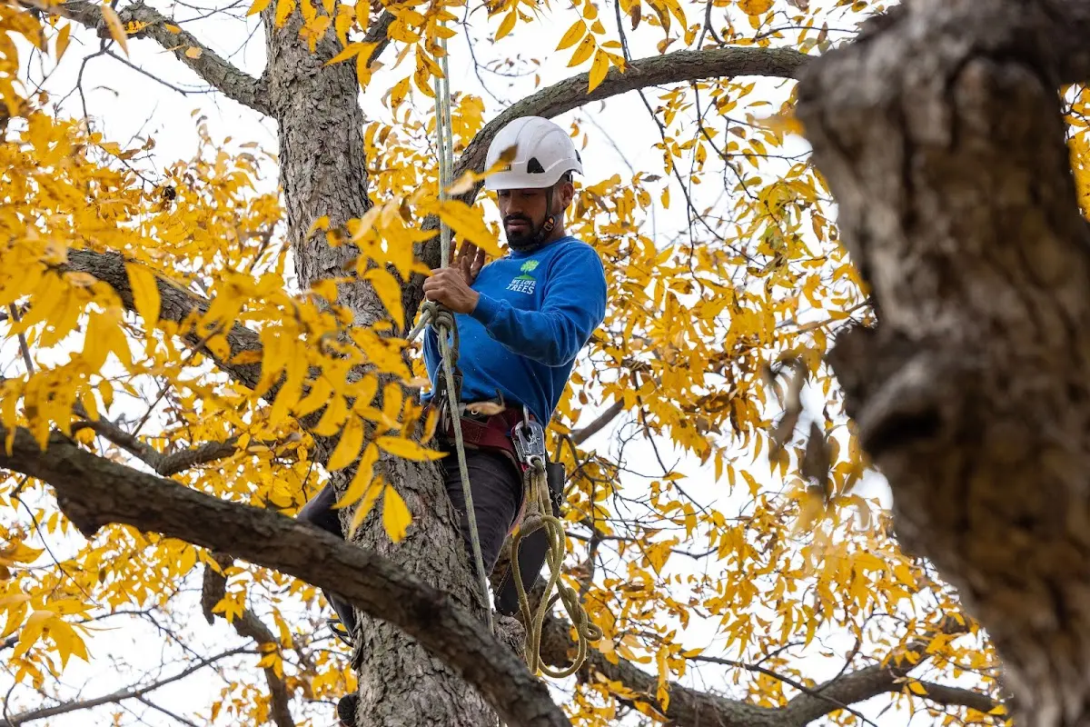 Skilled Tree Trimming crew working in New Paris
